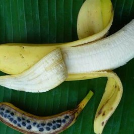 Paleo pseudoscience and food cults